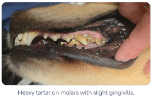 Dog's teeth with heavy tartar buildup and slight gingivitis, highlighting dental health issues.