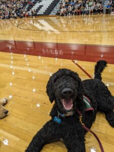 Smiling black poodle lying on a gym floor, with spectators seated in the background.