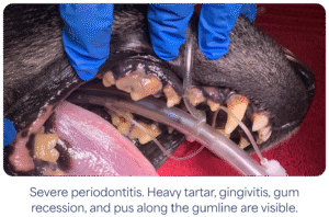Dog's mouth with severe periodontitis, displaying tartar, gingivitis, gum recession, and pus near the gums.