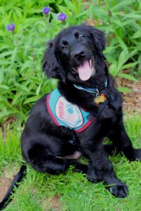 Happy black dog wearing a service vest, sitting on grass with purple flowers in the background.