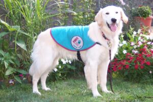 Golden retriever in blue vest labeled Paws sits on grass with colorful flowers in background.