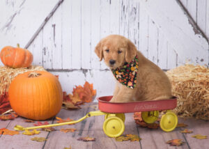 Adorable golden retriever puppy wearing floral scarf sitting in a red wagon, autumn leaves and pumpkins nearby.