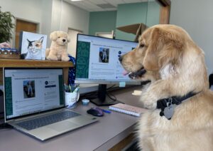 Golden retriever at desk with computers open, featuring a dog-themed website.
