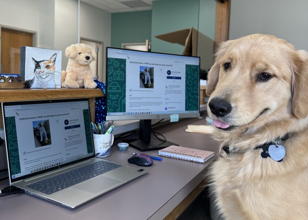 Golden retriever at desk with computers displaying fundraising page, surrounded by plush dog and cat picture.