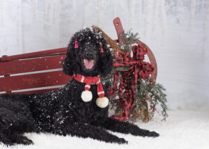 Black dog with red scarf and bows in snowy winter scene, next to a red sled decorated with festive greenery.