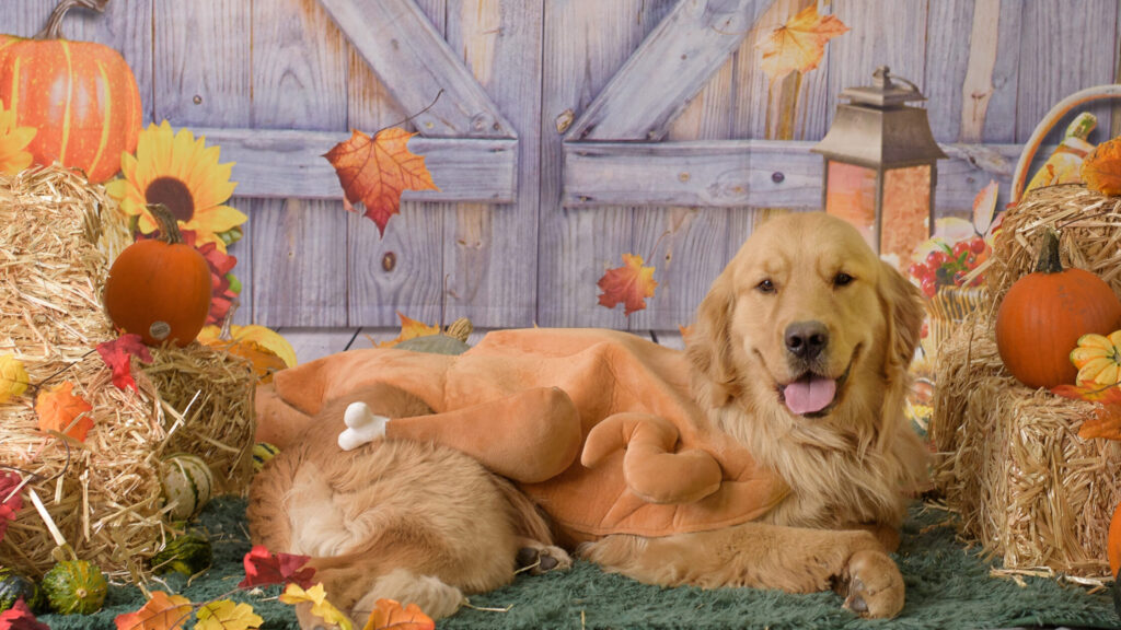 Golden retriever in a turkey costume surrounded by autumn decor and pumpkins in a rustic barn setting.