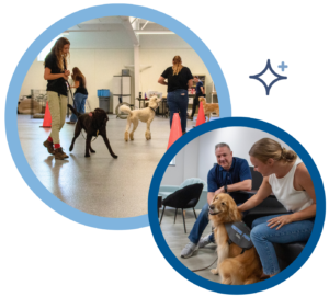 Dog training session with handlers and therapy dogs indoors, focusing on obedience and bonding.
