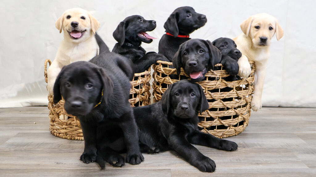 Adorable black and yellow Labrador puppies playing in wicker baskets on a wooden floor.