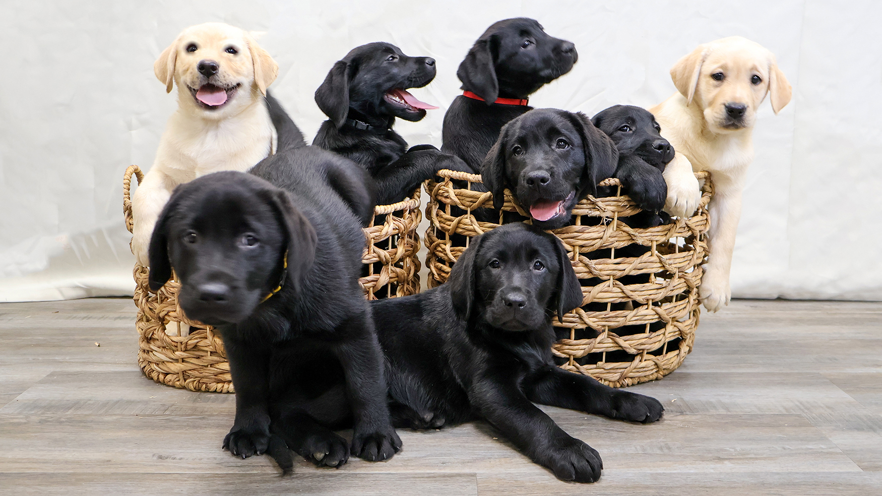 Adorable black and yellow Labrador puppies playing in wicker baskets on a wooden floor.