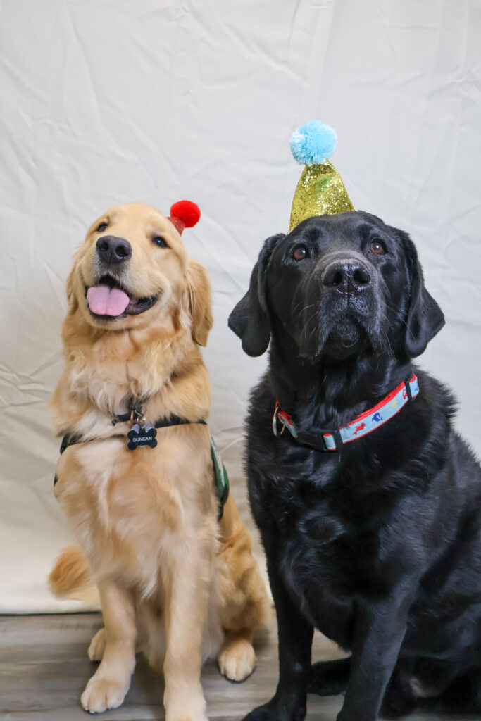 Two dogs wearing festive party hats sitting together celebrating a special occasion indoors.