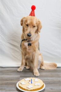 Golden retriever in a birthday hat sits with a cake featuring a candle and paw-shaped biscuits.