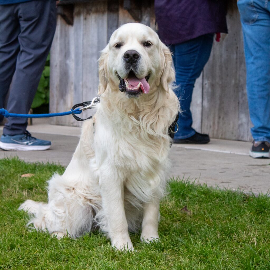 Golden retriever sitting on grass, panting happily, with people in the background.