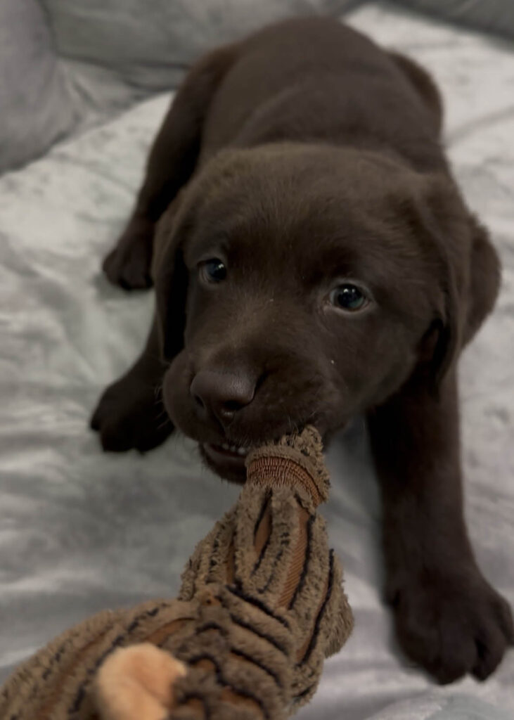 Chocolate lab puppy playing tug-of-war with a plush toy on a soft blanket.