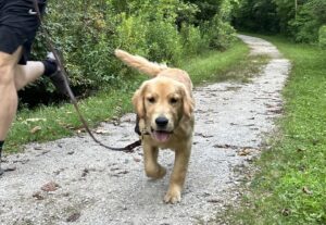 Golden retriever happily walking on a path with a person, surrounded by greenery.