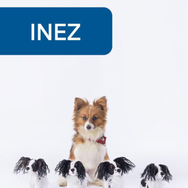 Cute dog with three stuffed toy puppies sitting underneath a blue sign labeled INEZ on a white background.