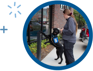 Service dog training: Black Labrador interacts with woman on city sidewalk, wearing blue vest, by building and parked vehicles.