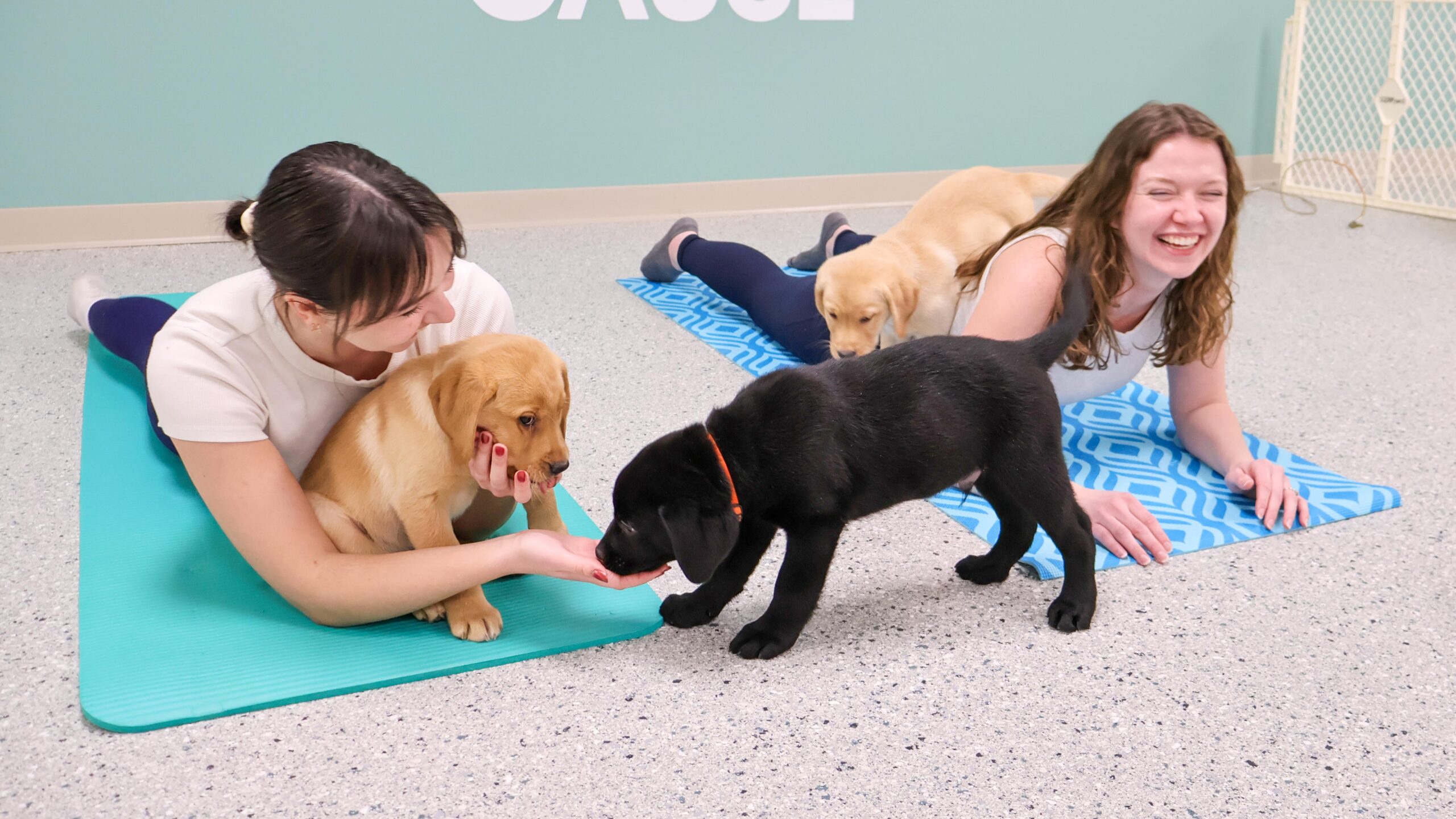 Women doing yoga with playful puppies on mats in a bright room, enjoying a fun and relaxing session.