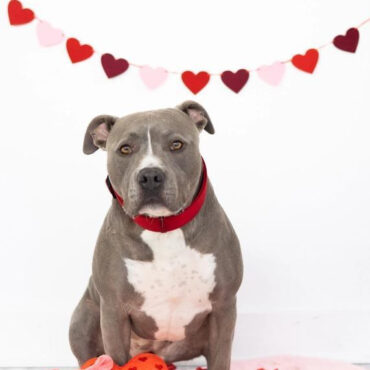Gray pitbull with red collar sitting on pink rug, holding heart toy with Barks of Chocolate text, heart garland background.
