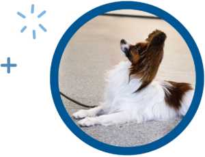 Papillon dog sitting alertly on a leash, surrounded by blue circle and decorative elements.