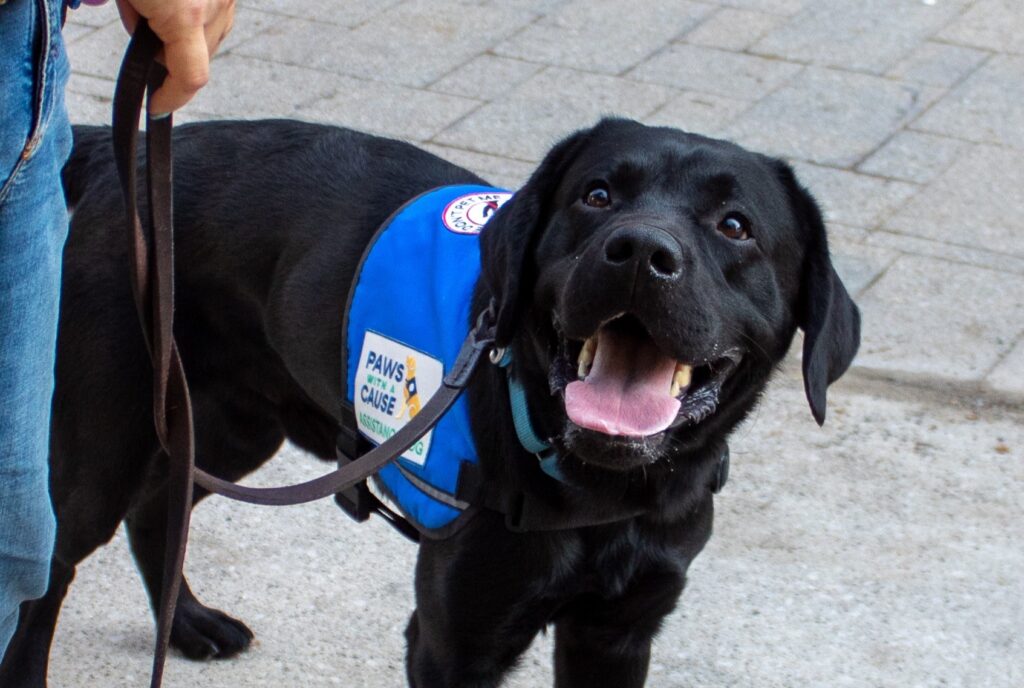 Black service dog wearing a blue Paws With A Cause vest, smiling happily on a leash.