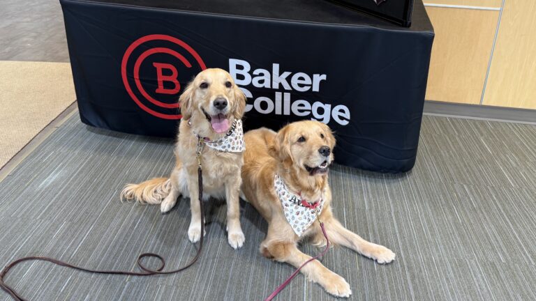 Two golden retriever Visiting PAWS dogs with bandanas sitting in front of a Baker College table logo.