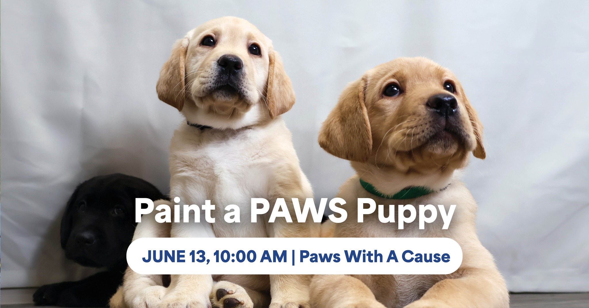 Three Labrador puppies promoting Paint a PAWS Puppy event on June 13, 10 AM at Paws With A Cause.