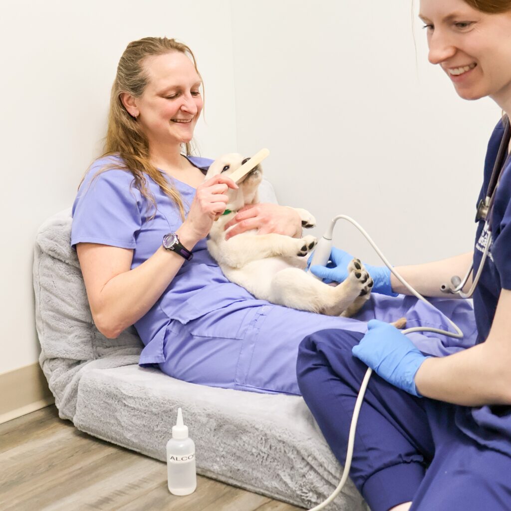 Veterinarians in scrubs care for a cheetah cub, performing a check-up with medical instruments in a veterinary clinic.