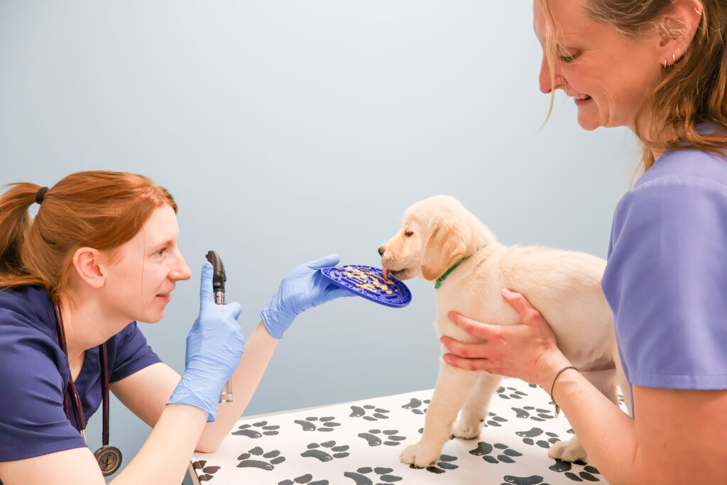 Vet examining Labrador puppy using treat distraction on table with paw print design.