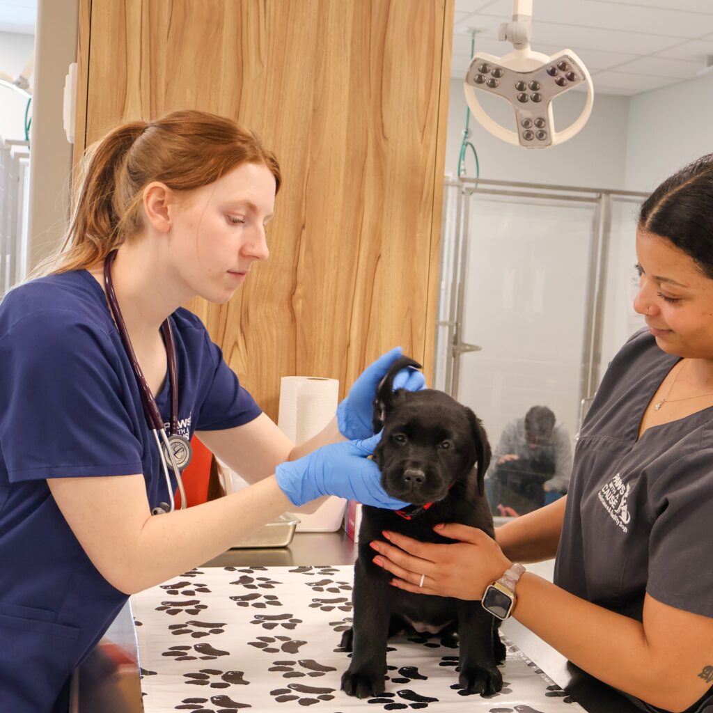 Two veterinarians examining a black Labrador puppy at a vet clinic.