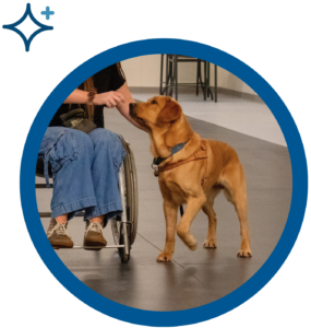 Service dog assisting a person in a wheelchair indoors, showcasing support and mobility aid.
