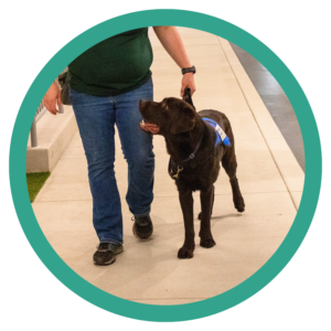 Person walking with a guide dog in training wearing a harness on a sidewalk.