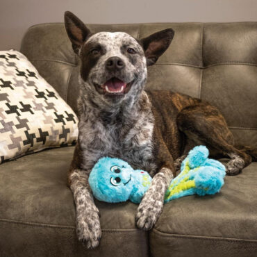 Happy dog with ears up relaxing on sofa holding a blue plush toy, next to a patterned pillow.