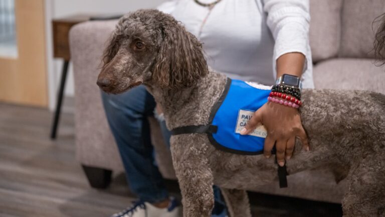 Service dog with curly fur wearing a blue vest, sitting close to a person wearing bracelets, indoors on a couch.