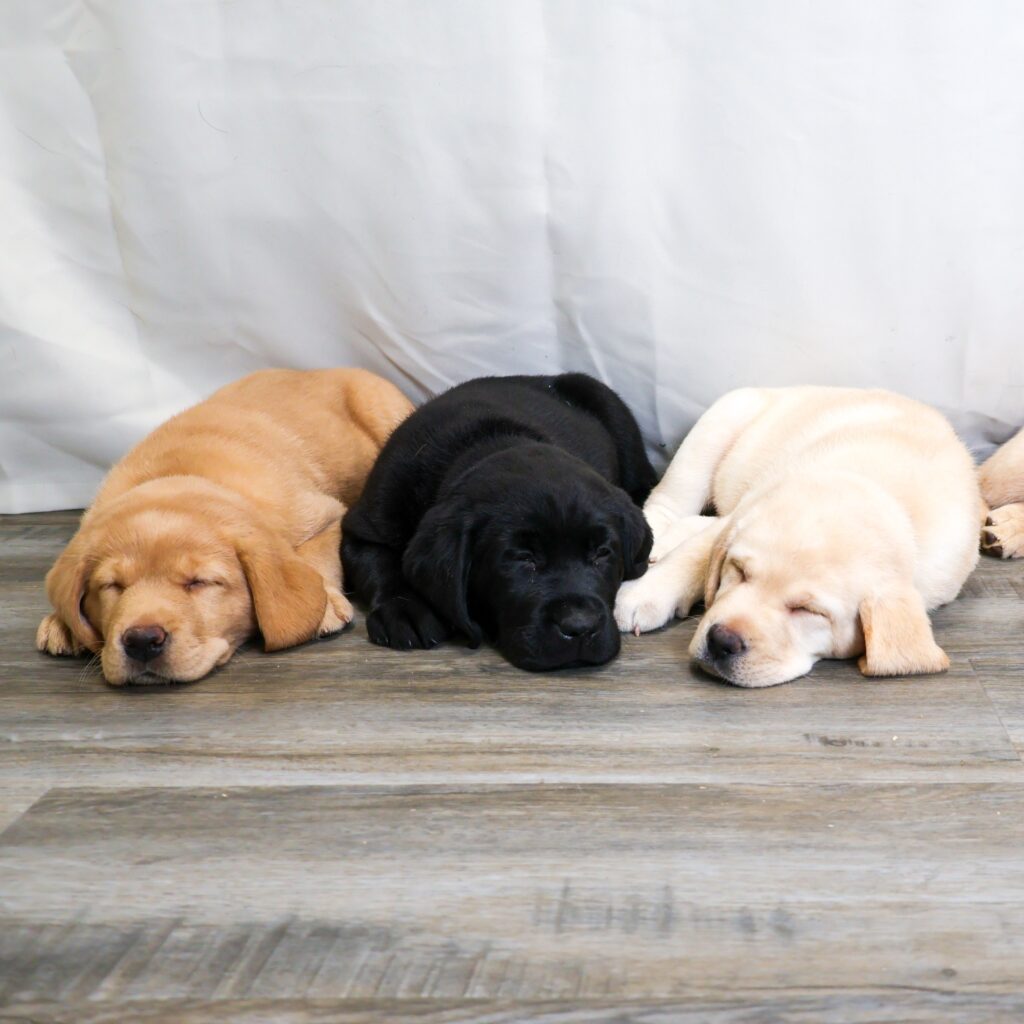 Three adorable Labrador puppies sleeping on a wooden floor, showcasing black, yellow, and cream coats.
