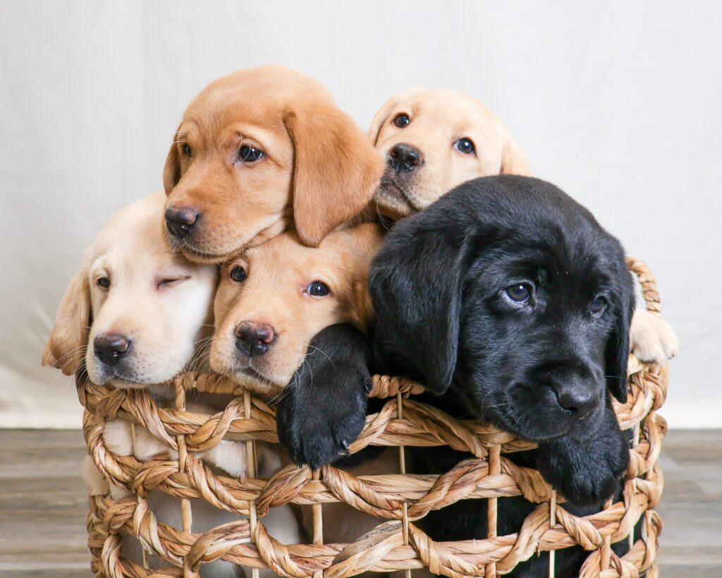 Five adorable Labrador puppies snuggled together in a woven basket, showcasing their playful and innocent nature.