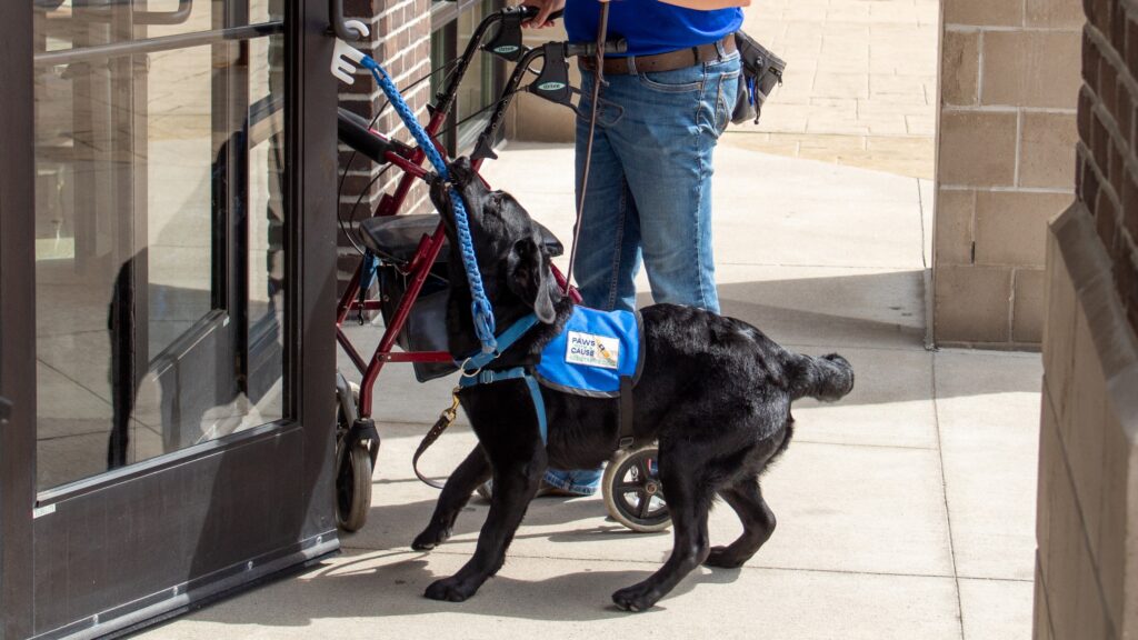 A PAWS assistance dog helps person with a walker open door, showcasing service animal training in action.