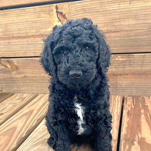 Curly black puppy with white patch sitting on wooden deck, looking at camera.