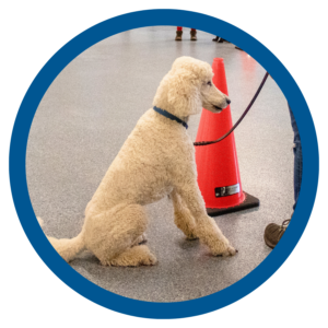 Poodle sitting beside orange traffic cone during training session in an indoor setting.