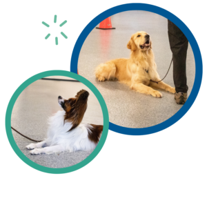 Two dogs in training: a small dog sitting and a Golden Retriever lying down, both wearing leashes indoors.