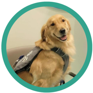 Golden retriever service dog sitting and smiling indoors, wearing a service vest.