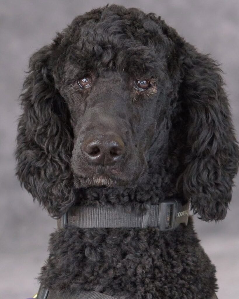 Black curly-haired dog with a harness, sitting against a neutral gray background, looking alert and attentive.