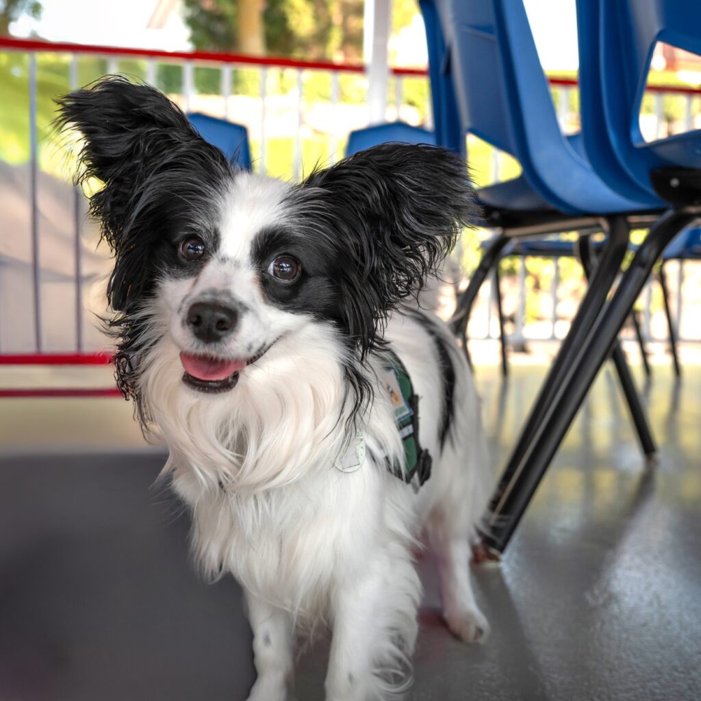 Happy black and white dog under blue chairs, indoors.