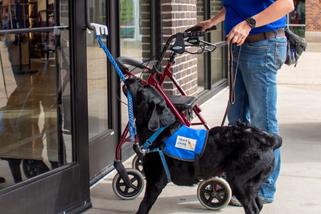 Assistance dog opening door for person with walker, showcasing service animal training.